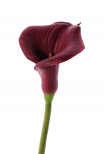 Calla lelie (Zantedeschia) 73 cm